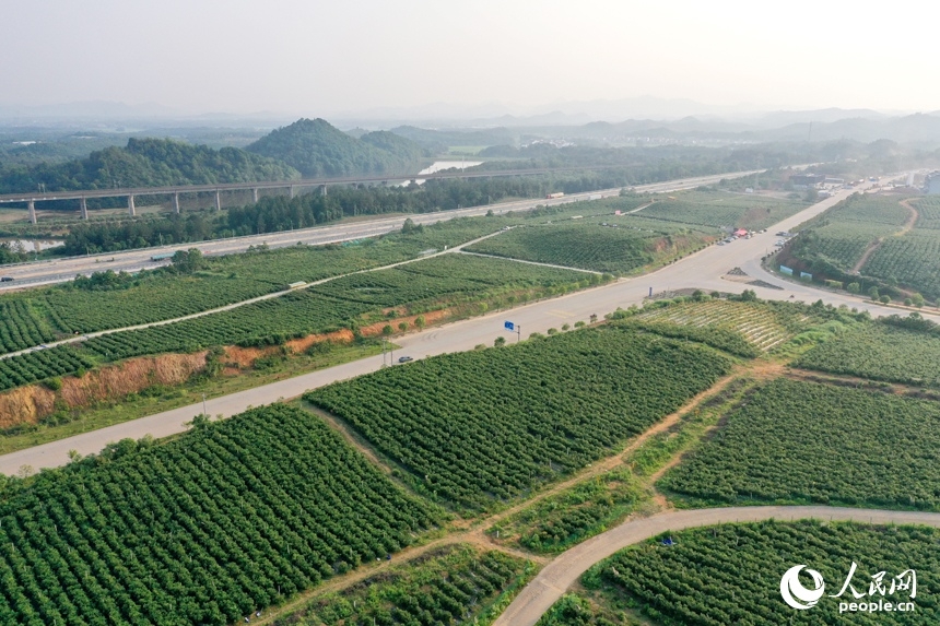 Blueberry farming boosts incomes in E China's Jiangxi