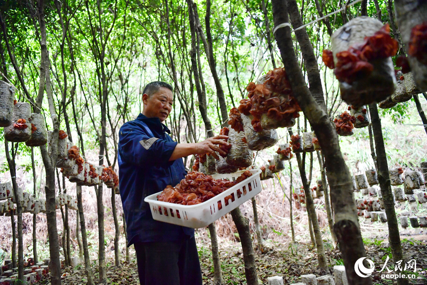 Forests fuel economic growth in Guangchang, E China's Jiangxi