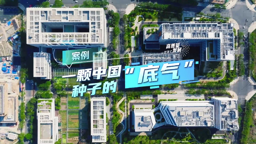 Stories of High-Quality Development | The 'confidence' of a Chinese seed
