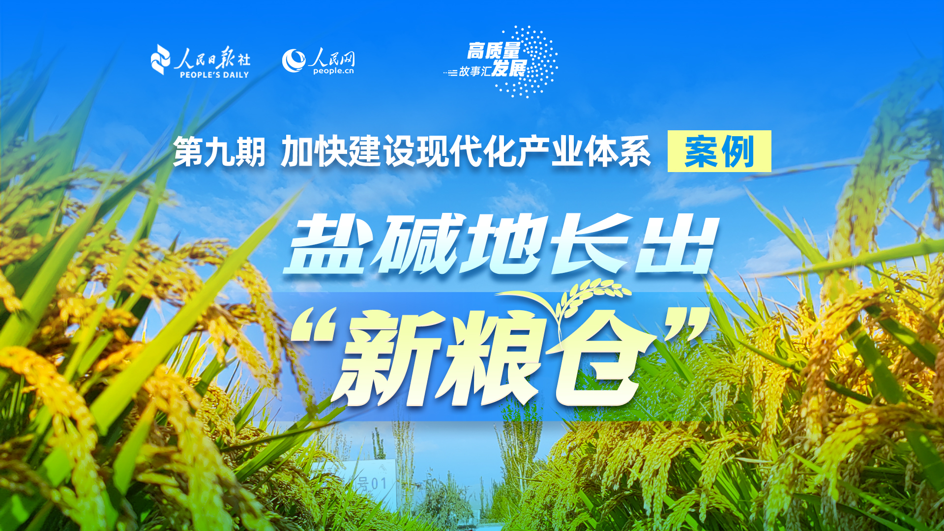 Stories of High-Quality Development | 'New granary' thrives on saline-alkaline land
