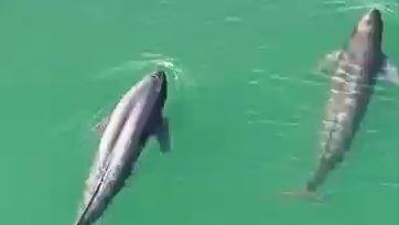 Yangtze finless porpoises spotted in Yichang