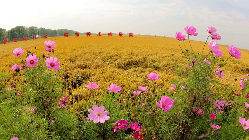 Enchanting autumn scenery in Suihua, NE China's Heilongjiang