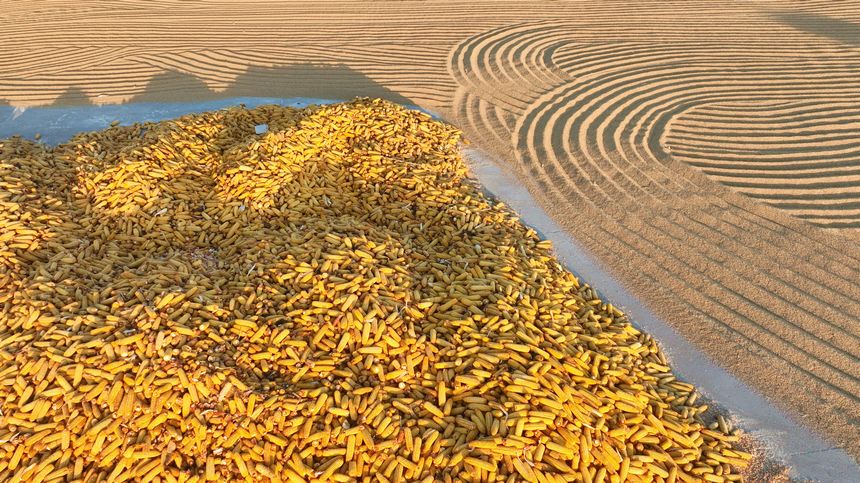 Enchanting autumn scenery in Suihua, NE China's Heilongjiang