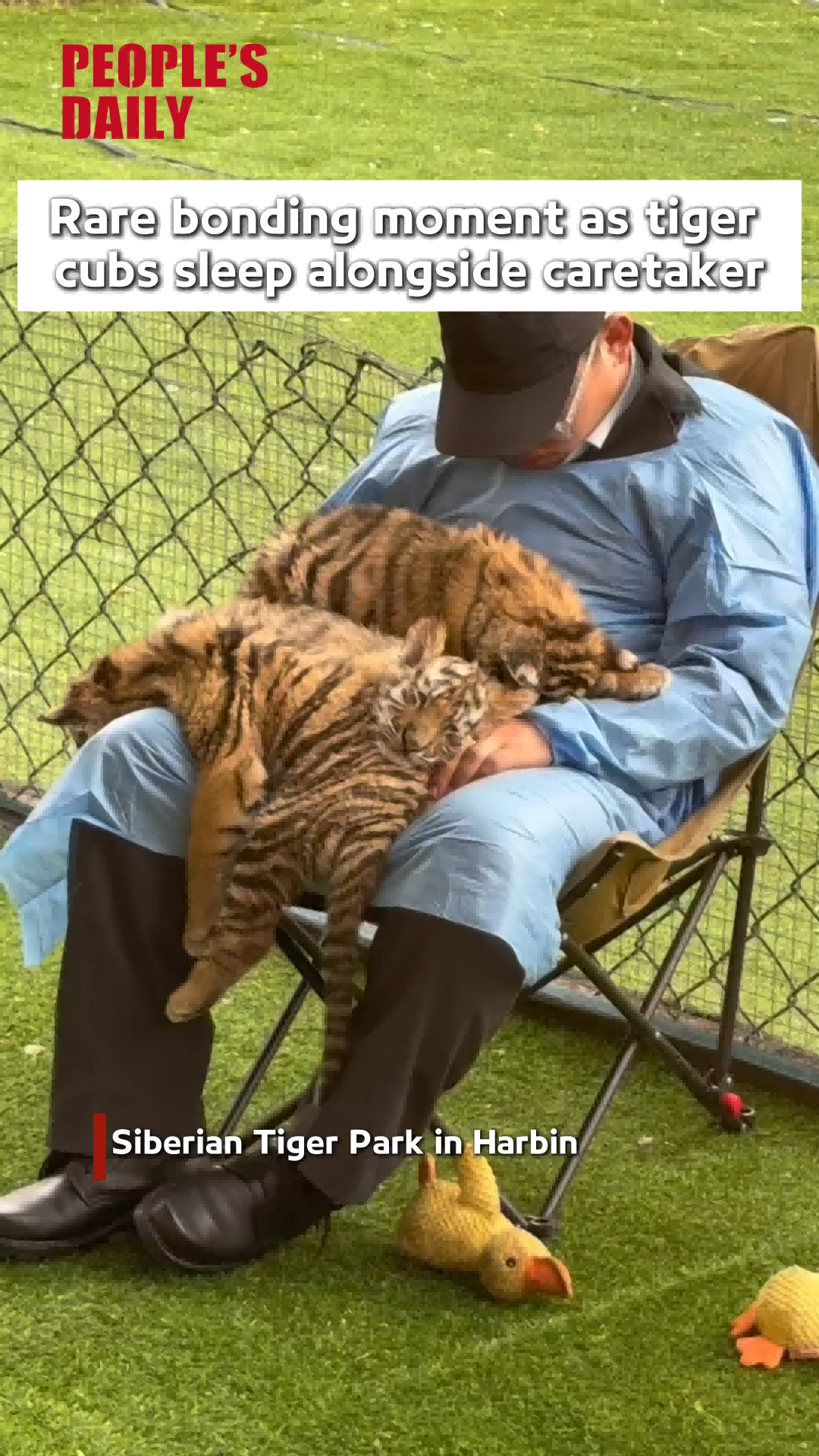 Rare bonding moment as tiger cubs sleep alongside caretaker
