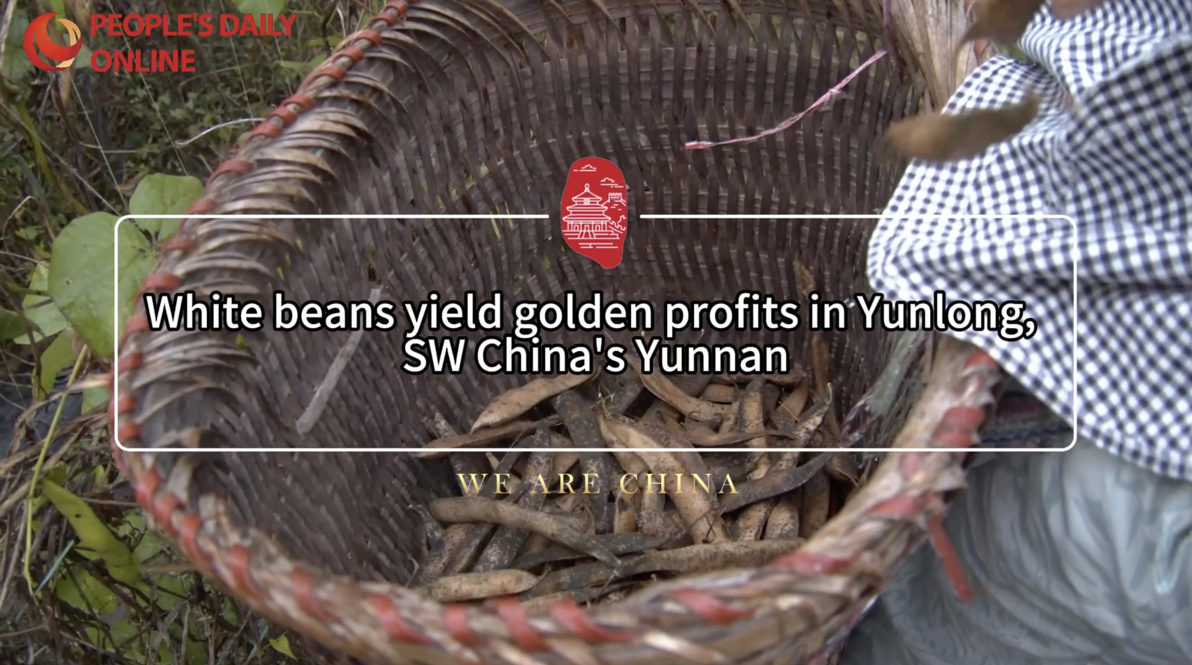 White beans yield golden profits in Yunlong, SW China's Yunnan