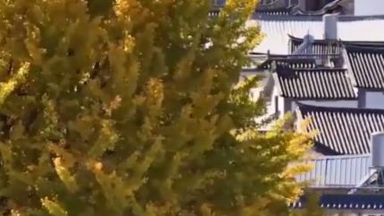 Golden glow: ancient ginkgo tree stuns in autumn