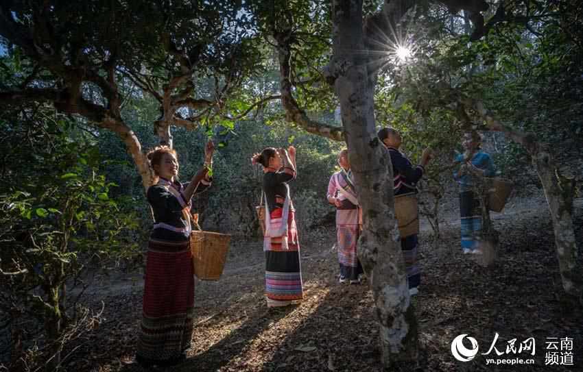 村民在采茶。普洱市委宣傳部供圖