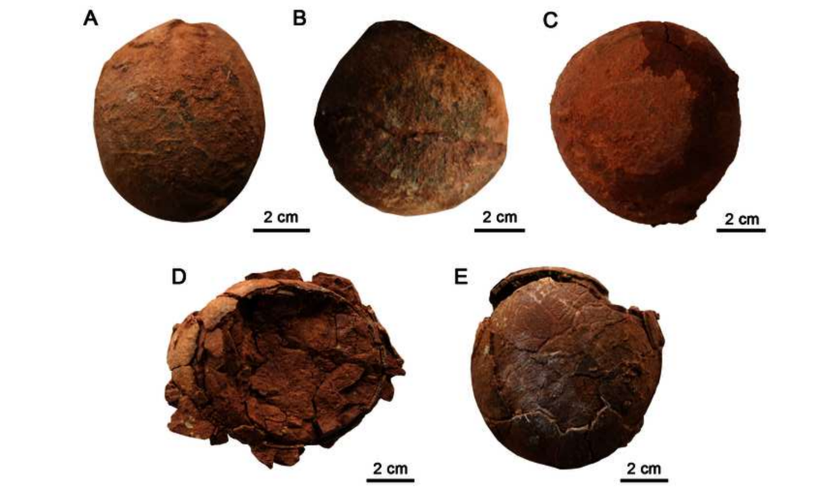 Fossils of new dinosaur egg species unearthed in Laiyang, East China's Shandong Province. Photo: Xinhua