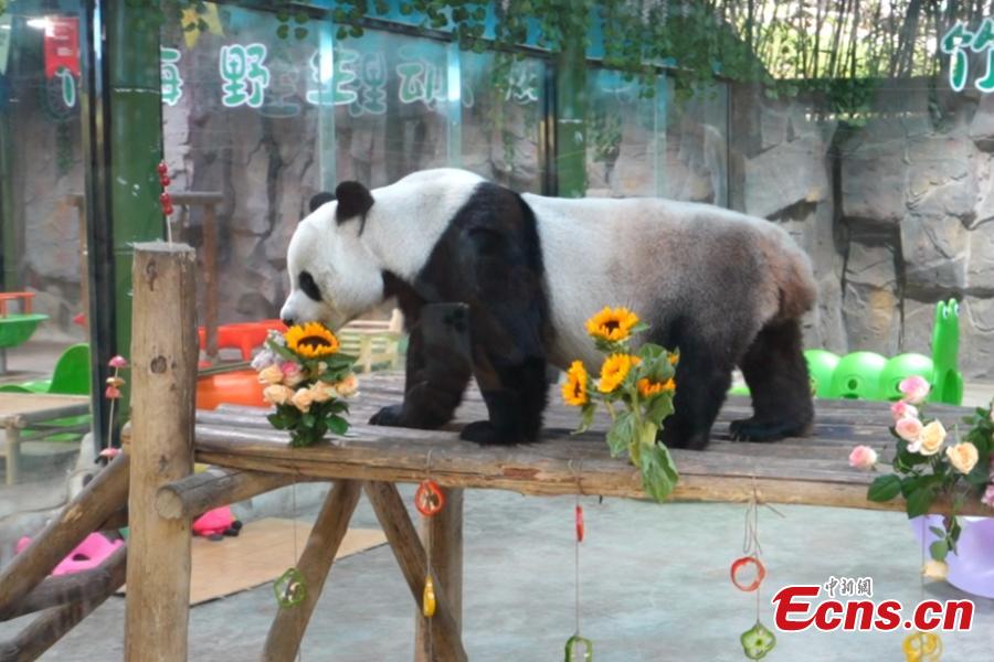 Giant panda Ling Yan's 8th birthday celebrated in central China