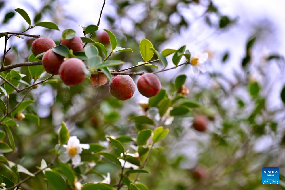Fruits of oil-tea camellia enter harvest season in Yongtai County, China's Fujian