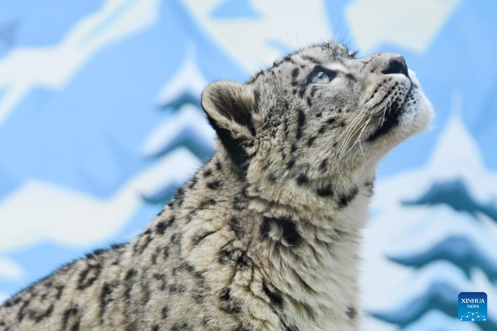 Snow leopard cub rescued regains mobility at Xining Wildlife Park in China's Qinghai